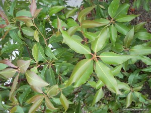 Lophostemon confertus - foliage 2